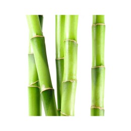 Hydrolat Bambou sauvage BIO