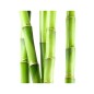 Hydrolat Bambou sauvage BIO