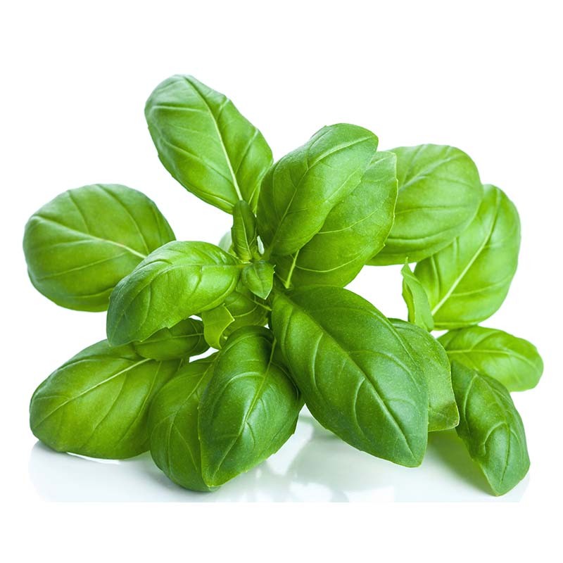 Hydrolat Basilic linalol BIO