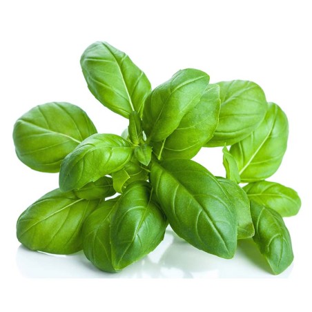 Hydrolat Basilic linalol BIO