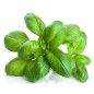 Hydrolat Basilic linalol BIO