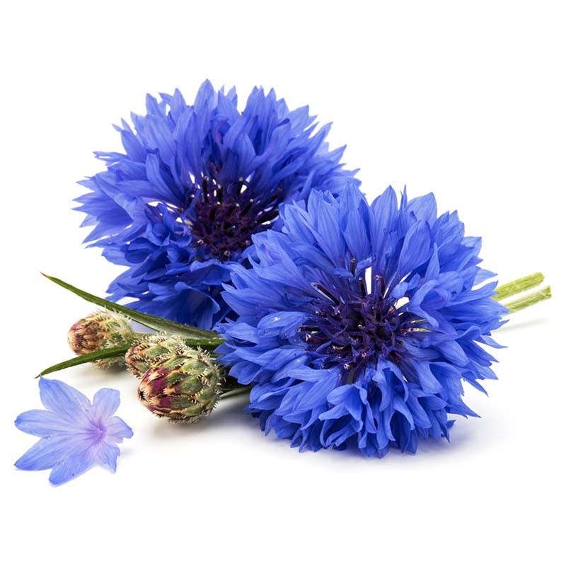 Hydrolat Bleuet BIO