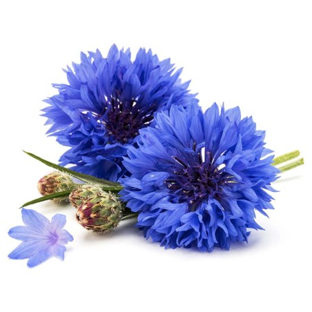 Hydrolat Bleuet BIO