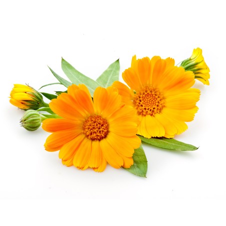 Hydrolat calendula BIO