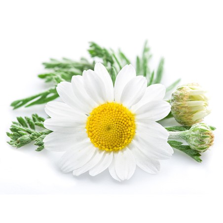 Hydrolat camomille allemande BIO