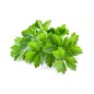 Hydrolat coriandre BIO