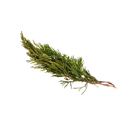 Hydrolat cyprès de provence BIO