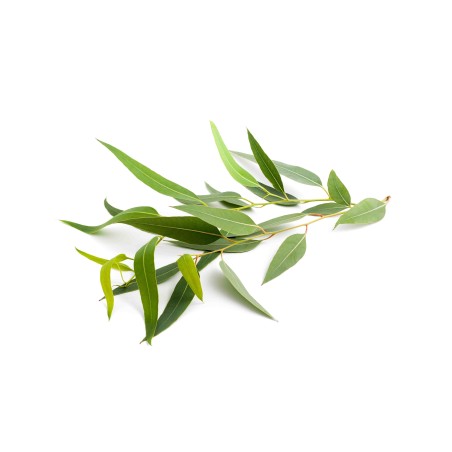 Hydrolat eucalyptus BIO