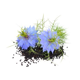 Huile de Nigelle de Damas