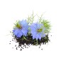 Huile de Nigelle de Damas