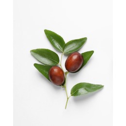 Huile de Jojoba