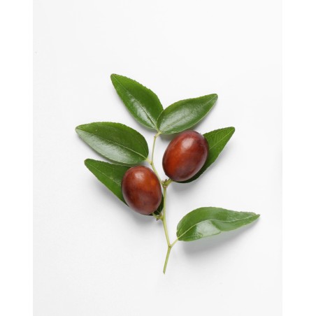Huile de Jojoba