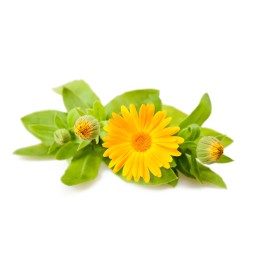 Macérat huileux de Calendula