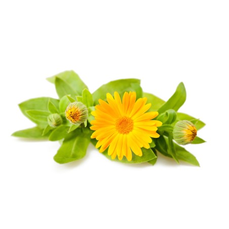 Macérat huileux de Calendula