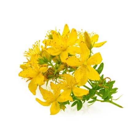 Macérat huileux de Millepertuis