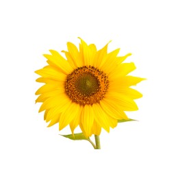 Huile de Tournesol oléique BIO