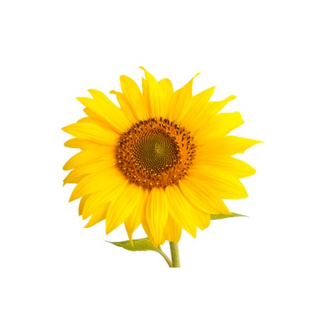 Huile de Tournesol oléique BIO