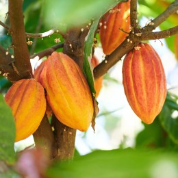 Beurre de Cacao