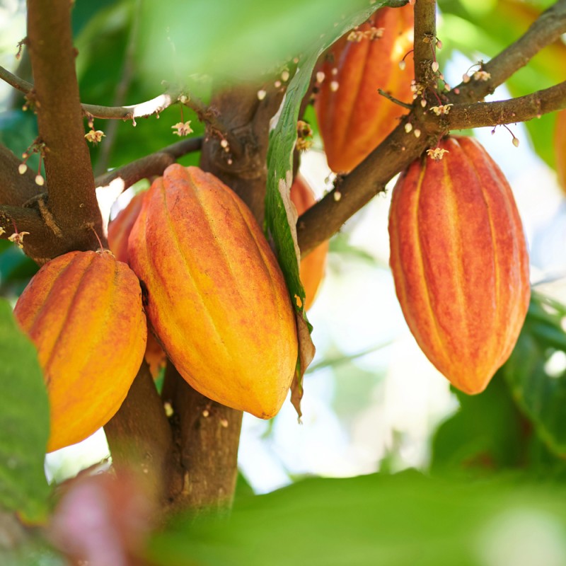 Beurre de Cacao Beurre de Cacao