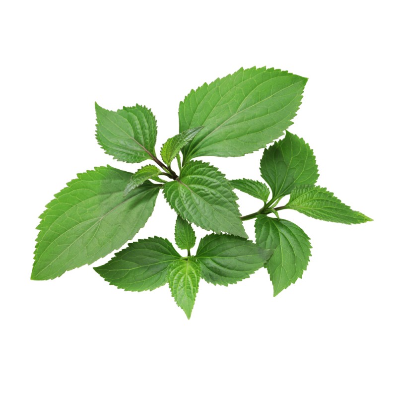 Hydrolat de Patchouli BIO