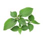 Hydrolat de Patchouli BIO