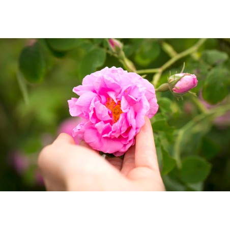 Hydrolat Rose de Damas BIO