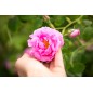 Hydrolat Rose de Damas BIO