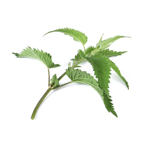 Hydrolat d'Ortie BIO