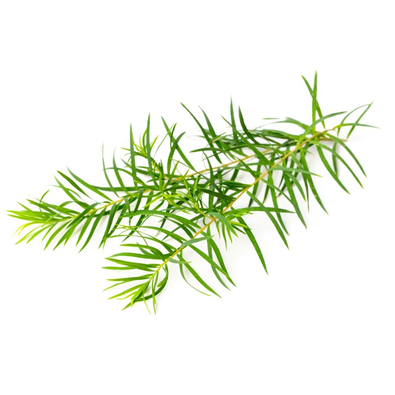 Hydrolat de Tea Tree BIO