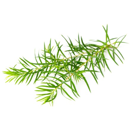 Hydrolat de Tea Tree BIO