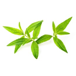 Hydrolat de Verveine BIO