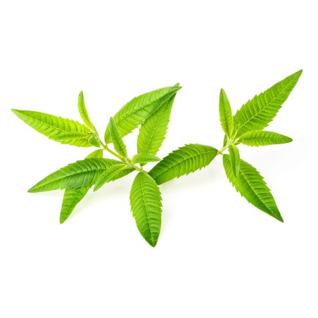Hydrolat de Verveine BIO