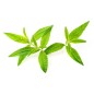 Hydrolat de Verveine BIO