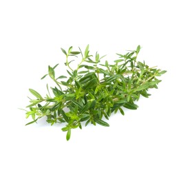 Hydrolat de Sarriette BIO