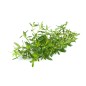 Hydrolat de Sarriette BIO