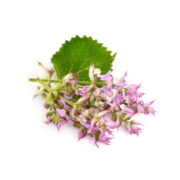 Hydrolat de Sauge Sclarée BIO