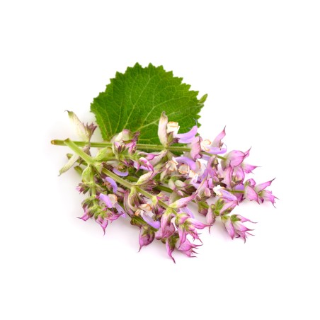 Hydrolat de Sauge Sclarée BIO