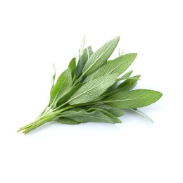 Hydrolat de Sauge Officinale BIO