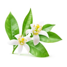 Hydrolat de Fleurs d'Oranger BIO