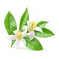 Hydrolat de Fleurs d'Oranger BIO