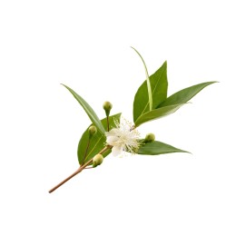 Hydrolat de Myrte verte BIO