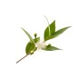 Hydrolat de Myrte verte BIO
