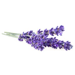 Hydrolat de Lavande Vraie BIO