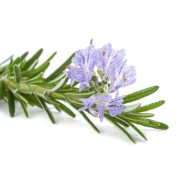 Hydrolat de Romarin à Verbenone BIO