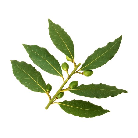 Hydrolat de Laurier Noble BIO