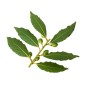 Hydrolat de Laurier Noble BIO