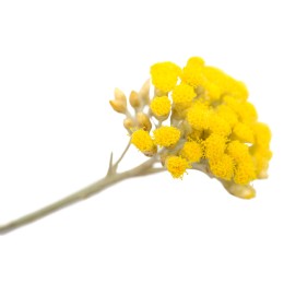 Hydrolat d'Hélichryse BIO