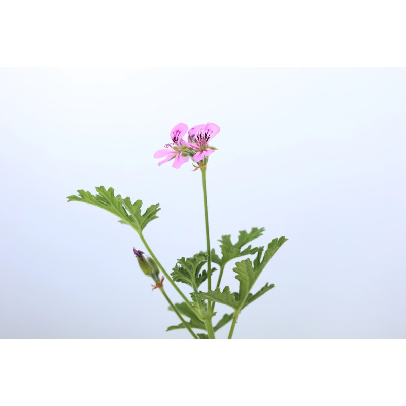 Hydrolat de Géranium BIO