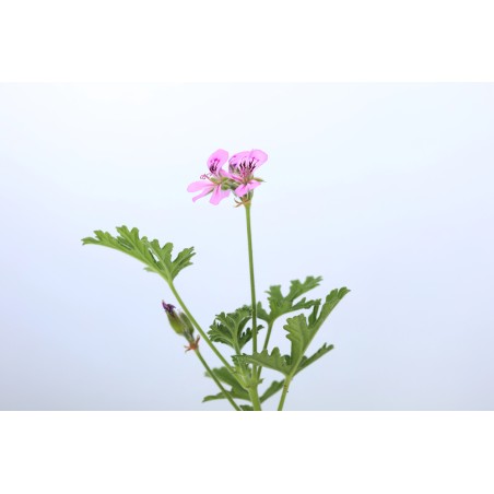 Hydrolat de Géranium BIO