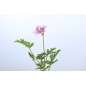 Hydrolat de Géranium BIO
